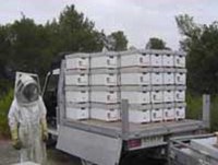nucleo carton beenuk